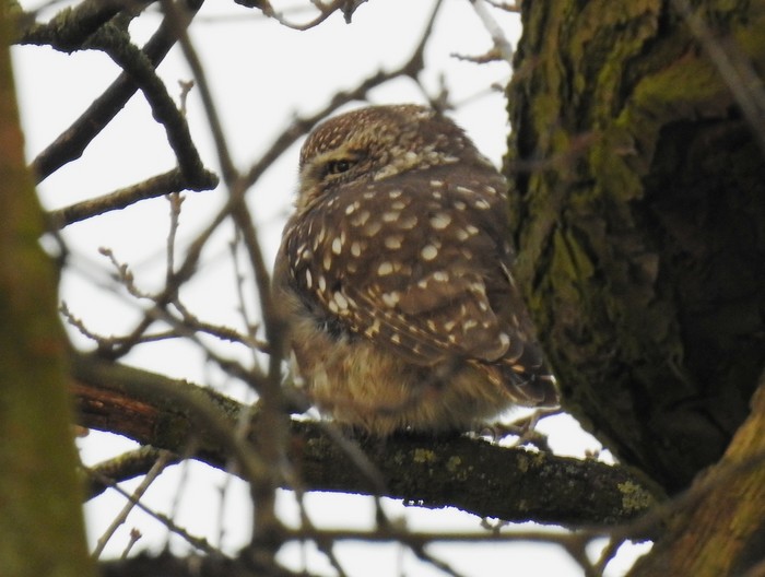Little Owl