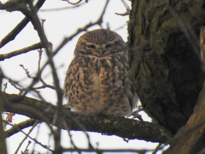 Little Owl