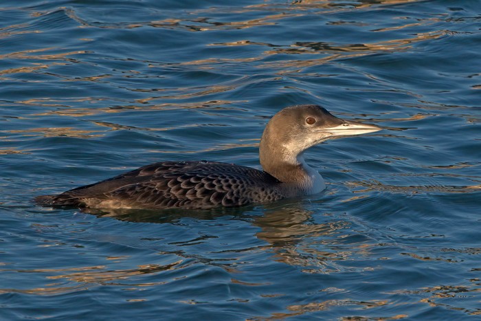 Great Northern Diver