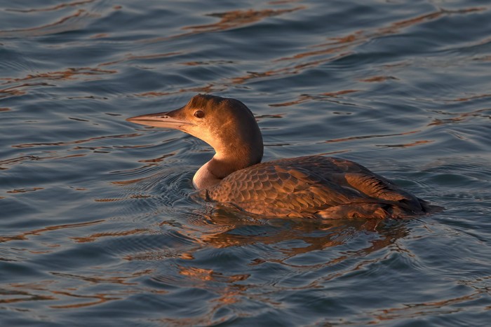 Great Northern Diver