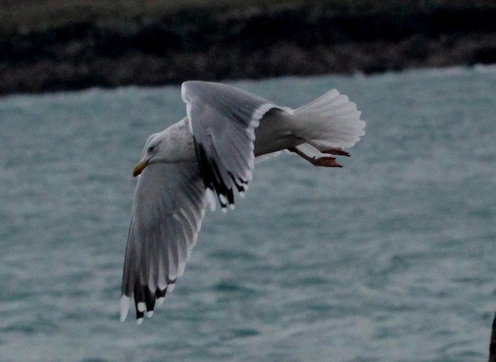 Scandinavian Herring Gull