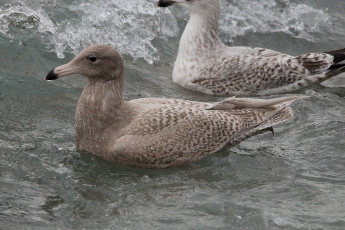 Glaucous Gull
