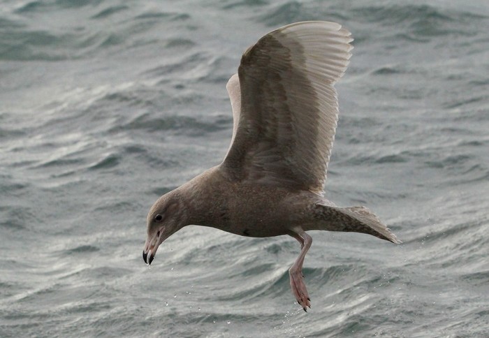 Glaucous Gull