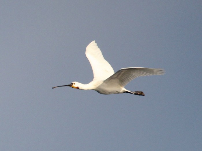 Spoonbill