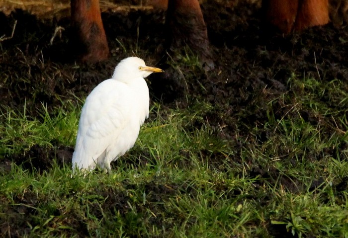Cattle Egret