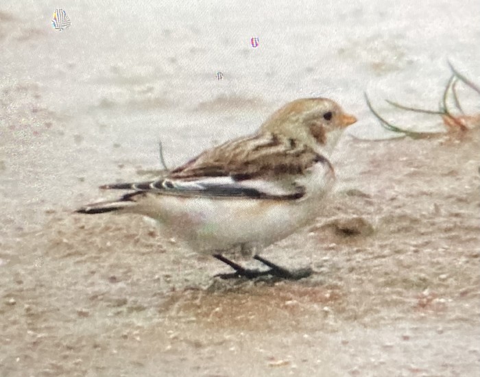 snow bunting