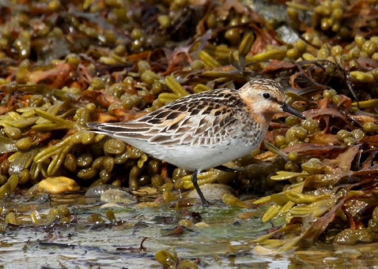 Red-necked Stint