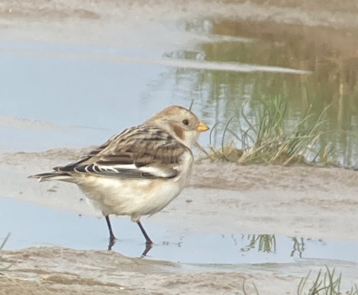 Snow Bunting