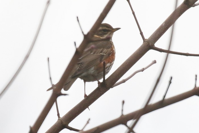 Redwing