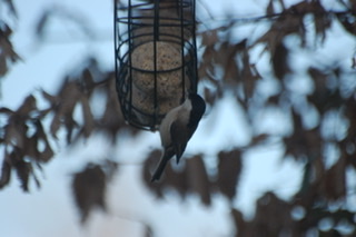 Marsh Tit