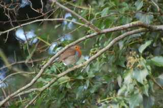 Robin