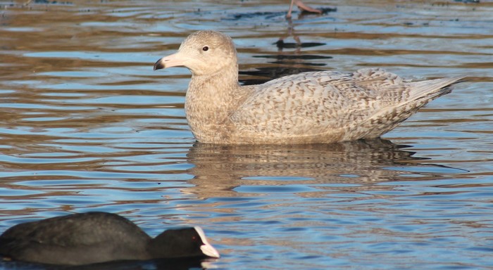 Glaucous Gull