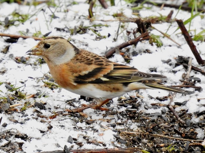 Brambling