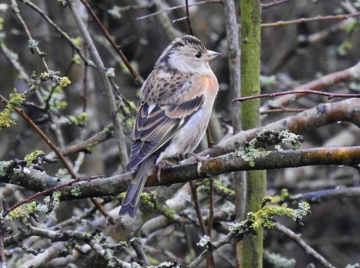Brambling