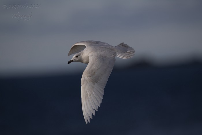 Iceland Gull