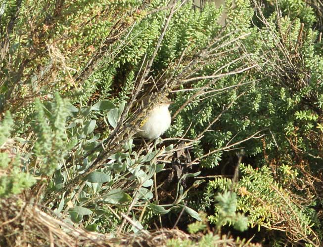 Booted Warbler