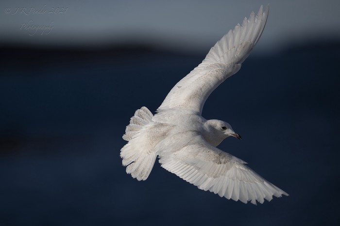 Iceland Gull