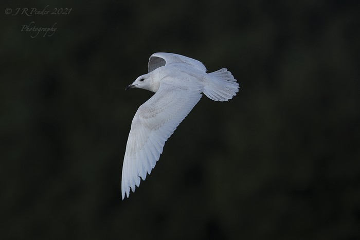Iceland Gull