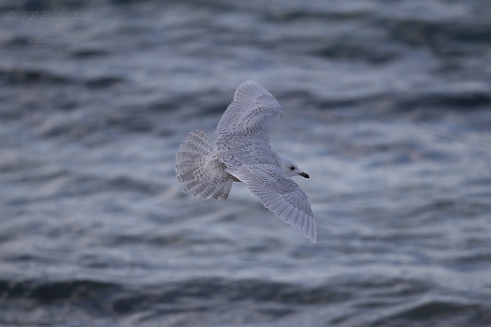 Iceland Gull