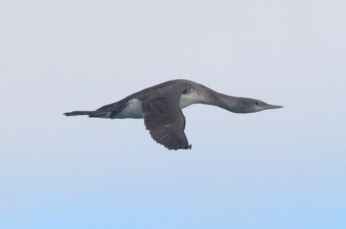 Red-throated Diver