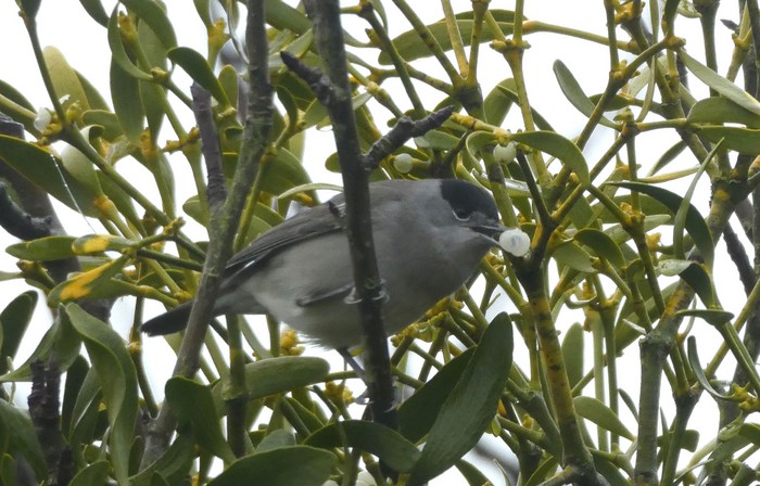 Blackcap