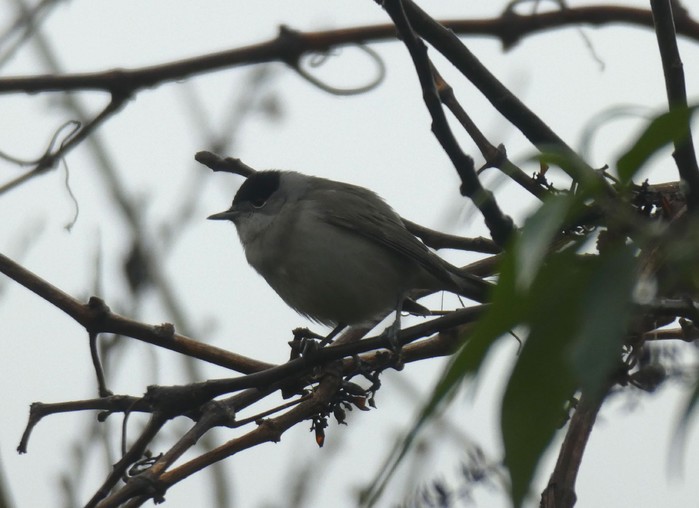 Blackcap