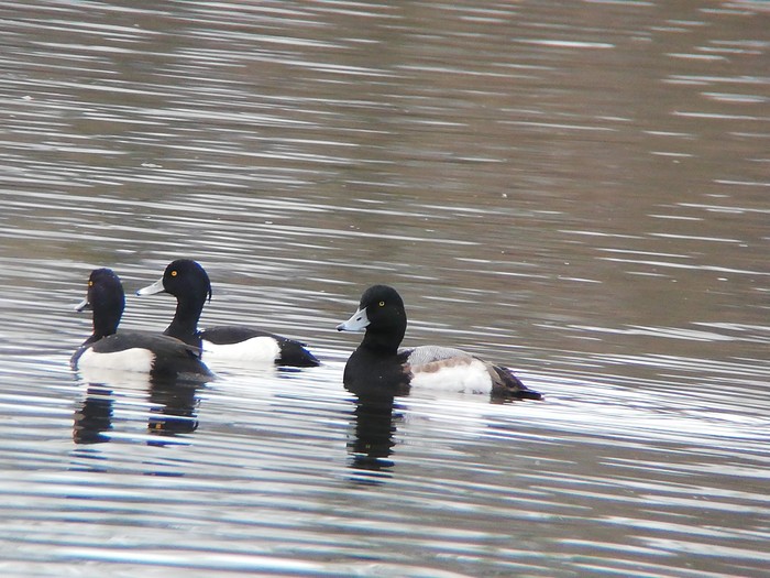 Scaup