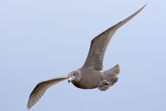 Glaucous Gull