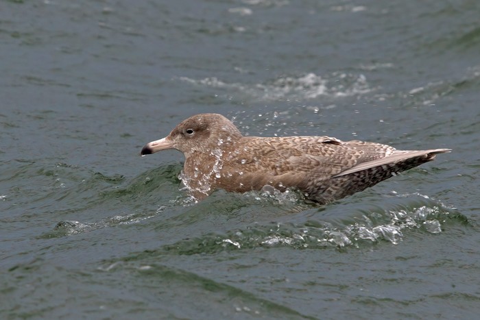 Glaucous Gull