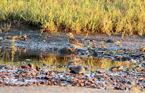 Lapland Bunting