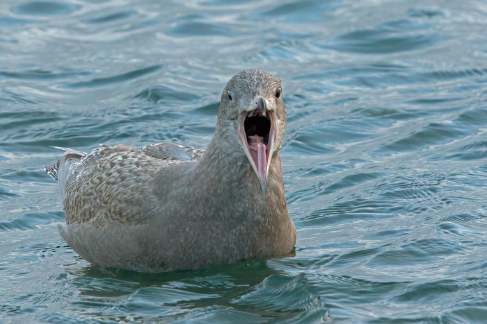 Glaucous Gull