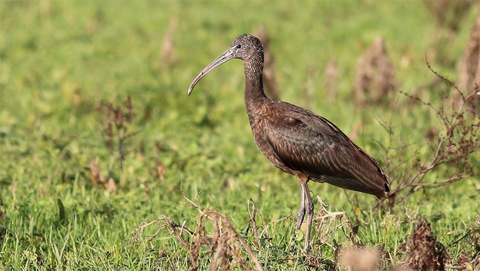 Glossy Ibis