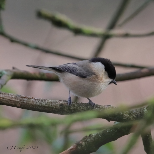 Willow Tit