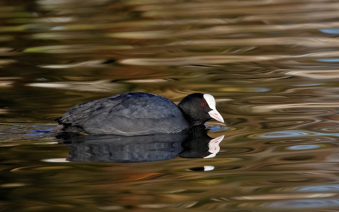 Coot