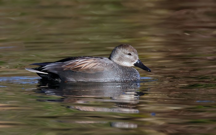 Gadwall