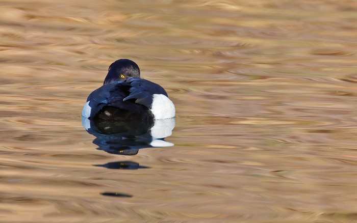 Tufted Duck