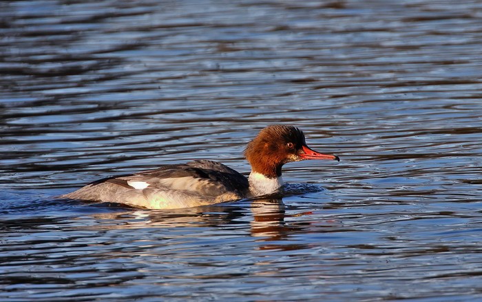 Goosander