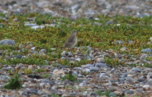 Short-toed Lark