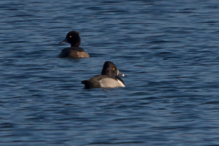 Ring-necked Duck
