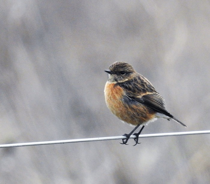 Stonechat