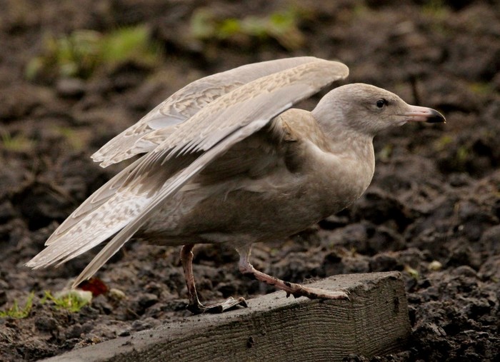 Glaucous Gull