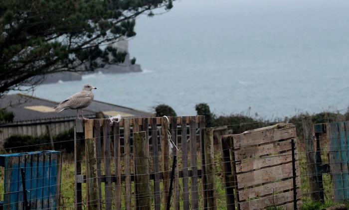 Glaucous Gull