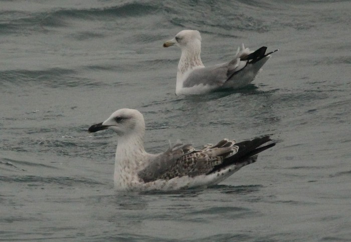 Yellow-legged Gull
