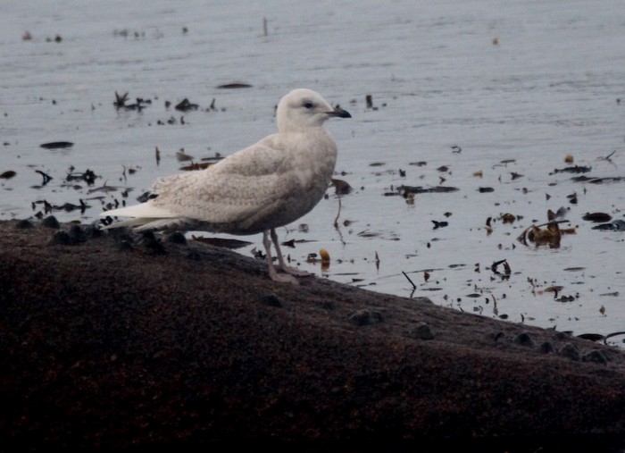 Iceland Gull