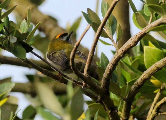 Firecrest
