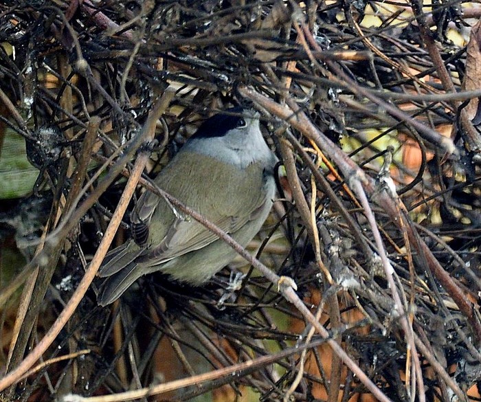 Blackcap