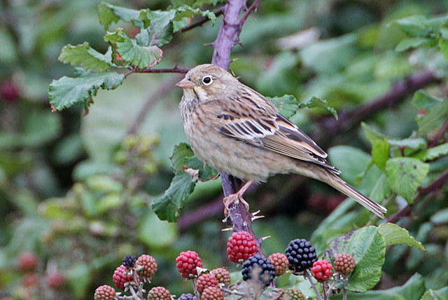 Ortolan Bunting