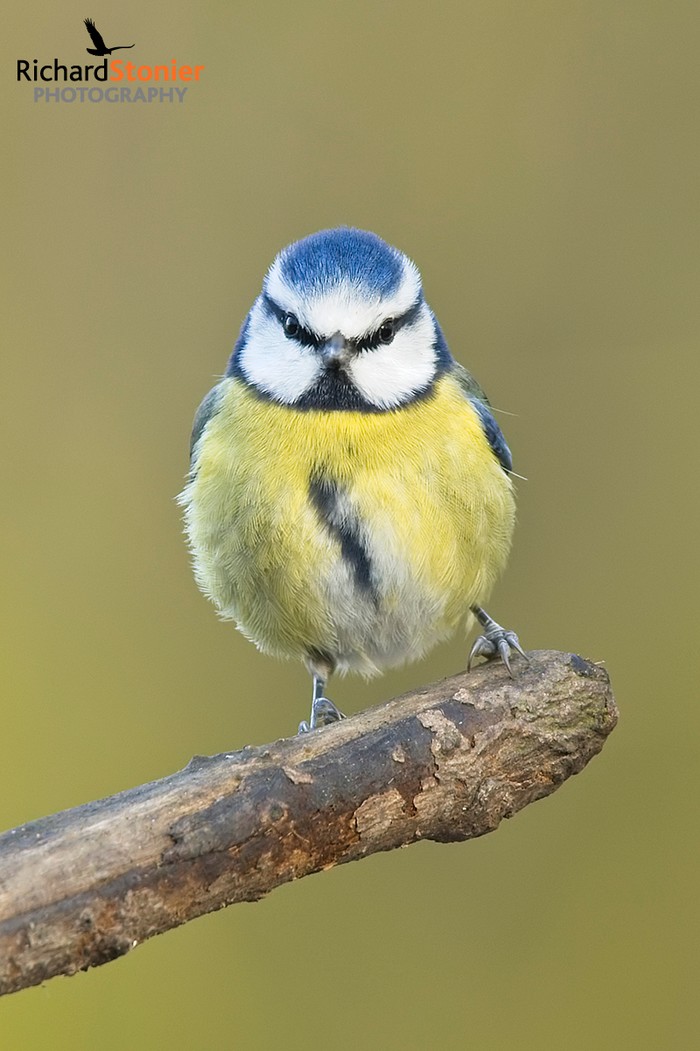 Blue Tit