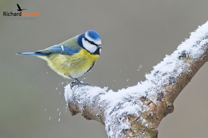Blue Tit