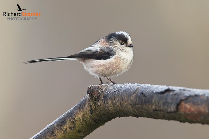 Long-tailed Tit